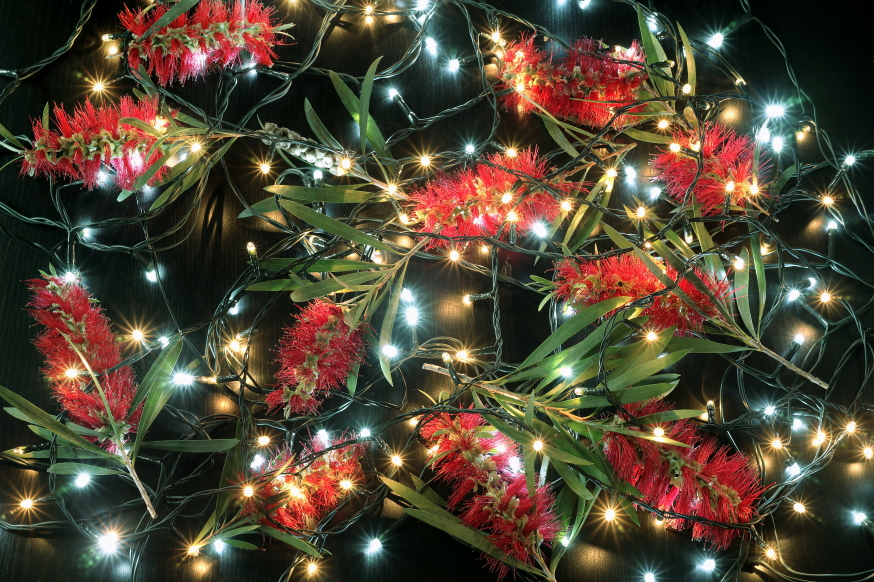 Bottlebrush Flowers and Fairy Lights on Black Background